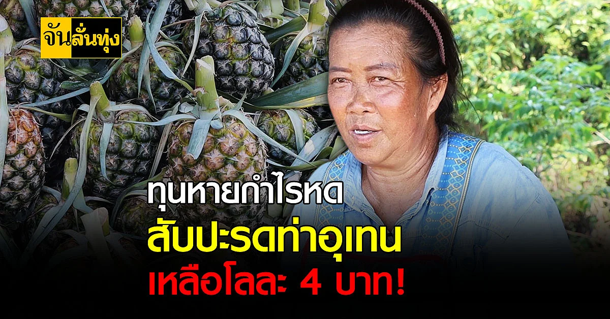 ทุนหายกำไรหด สับปะรดท่าอุเทนเหลือโลละ 4 บาท !