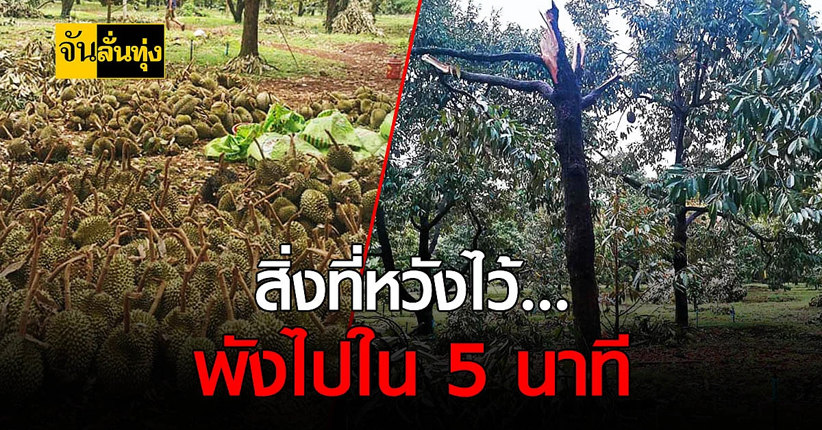 ศรีสะเกษอ่วม พายุพัด ทุเรียนภูเขาไฟ ร่วง ก่อนตัดได้ไม่กี่วัน