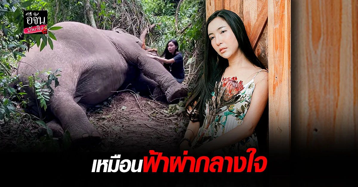 ลูกปัด ปุริมปรัชญ์ สุดเศร้า ช้างบุญครอง เสียชีวิต เมื่อคืนนี้ เหตุเพราะ ฟ้าผ่า