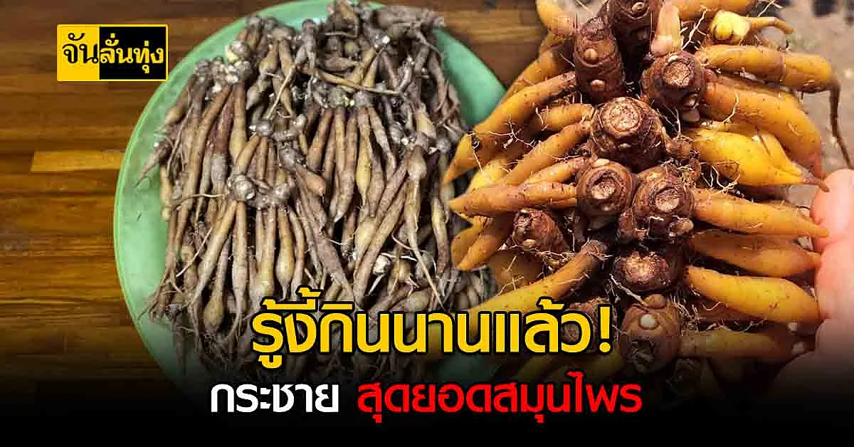กระชาย พืชมหัศจรรย์ใช้ได้ทั้งต้น สุดยอดสมุนไพรที่ยิ่งกินยิ่งดี !