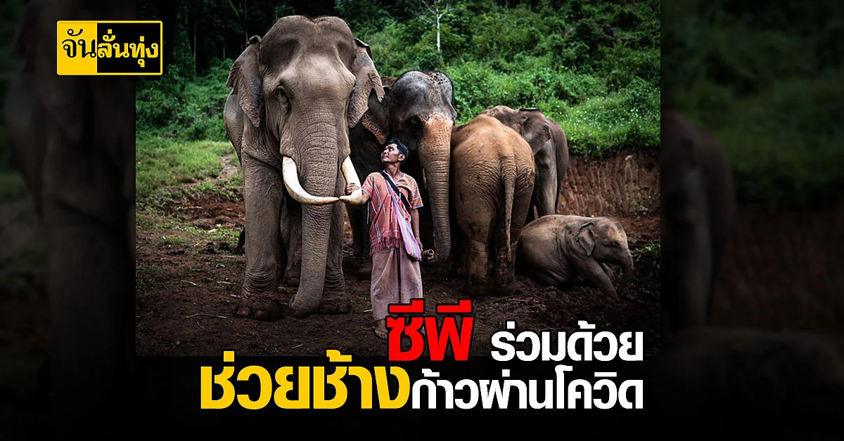 เครือเจริญโภคภัณฑ์ จับมือ สมาคมสหพันธ์ช้างไทย เปิดโครงการ คนไทยรักช้าง