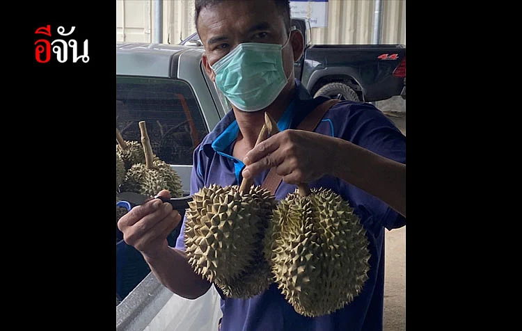 ชาวสวนขนทุเรียนป่าละอู