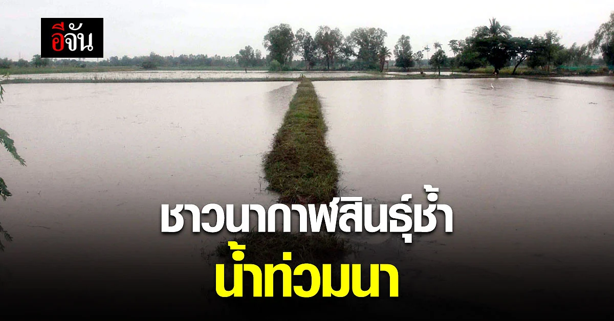 ชาวนา ช้ำหนัก! โควิด ยังไม่ซา น้ำท่วมนาข้าว ที่พึ่งหว่าน