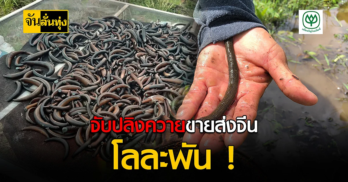 เปิดอาชีพสุดแปลกล่า ปลิงควายดูดเลือด แปรรูปส่งนอก ส่งนอก รายได้ดีปีละเป็นล้าน !