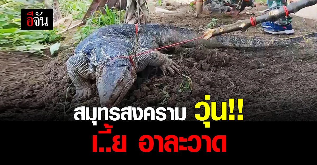 เจ้าหน้าที่ เร่งจับ เหี้ย 21 ตัว ในพื้นที่ สมุทรสงคราม