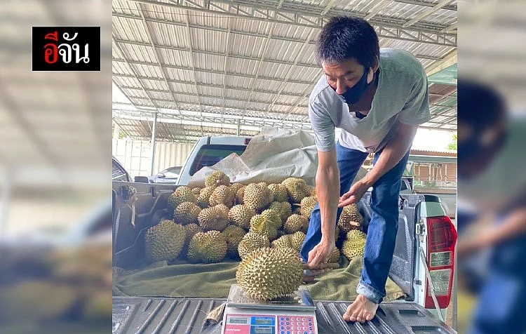 ชาวสวนขนทุเรียนป่าละอู