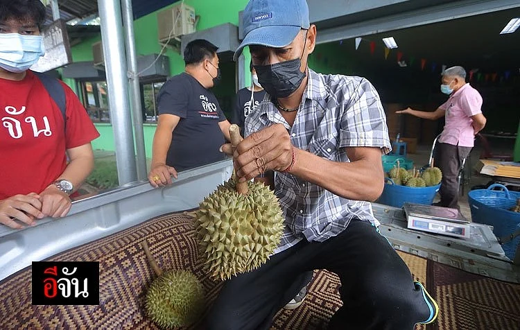 ชาวสวนขนทุเรียนป่าละอู
