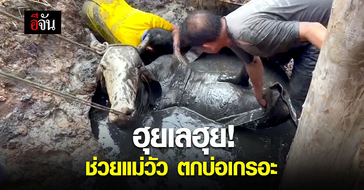 แม่วัว พลัดตกบ่อเกรอะ ชาวบ้าน - จนท. ช่วยดึงจนขึ้นมาได้