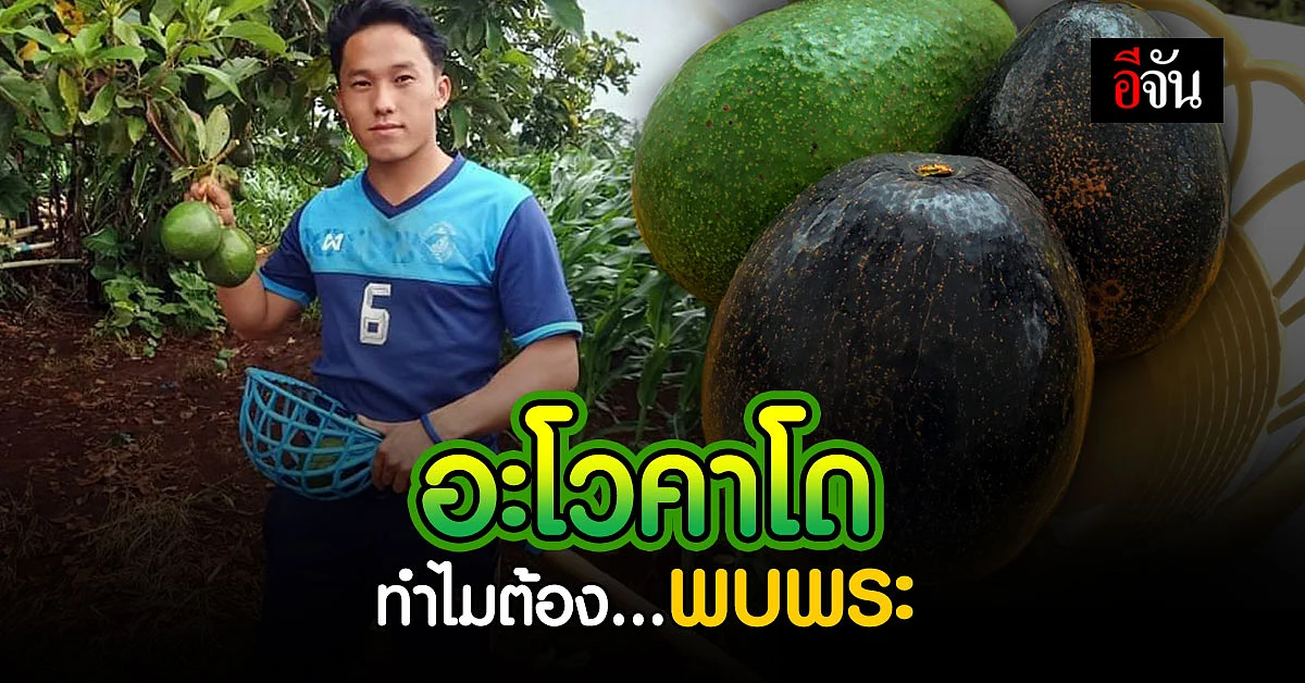 ส่งตรงจากสวน อะโวคาโด พบพระ พันธุ์พื้นเมือง จ.ตาก ถึงบ้านอีจัน