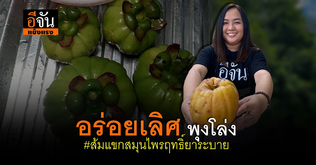 เคยเห็นมั้ย ส้มแขก สมุนไพรฤทธิ์ยาระบาย ปรุงอาหารอร่อยเลิศ กินแล้วพุงโล่ง