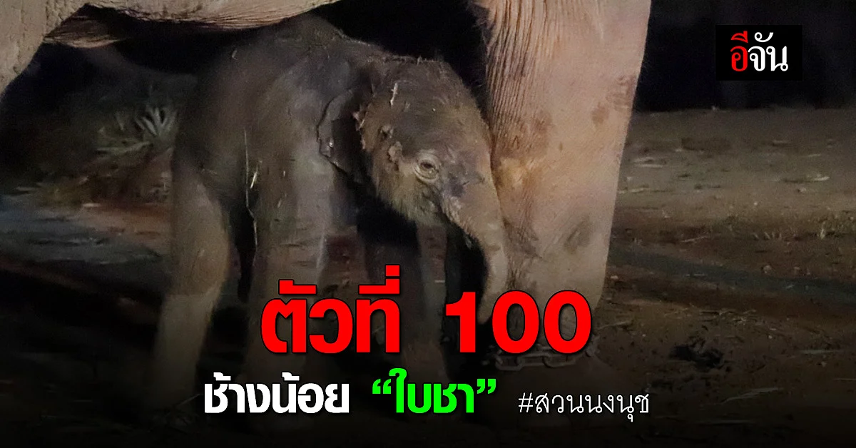 ตัวที่ 100 ช้างน้อยตัวใหม่ “เด็กชายใบชา” แห่งสวนนงนุช