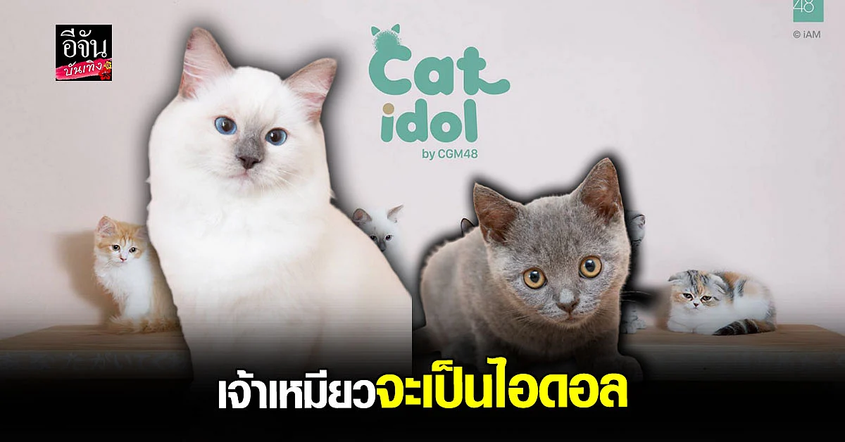 โปรเจกต์สุดเจ๋ง ปั้นน้องแมว ให้เป็นไอดอล