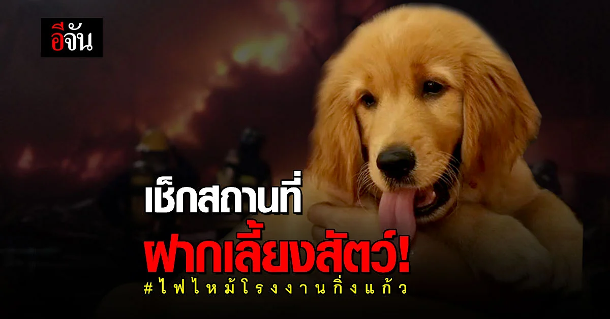 เช็กด่วน! โรงพยาบาล - คลินิก ฝากเลี้ยงสัตว์ หนีตาย ไฟไหม้โรงงานกิ่งแก้ว