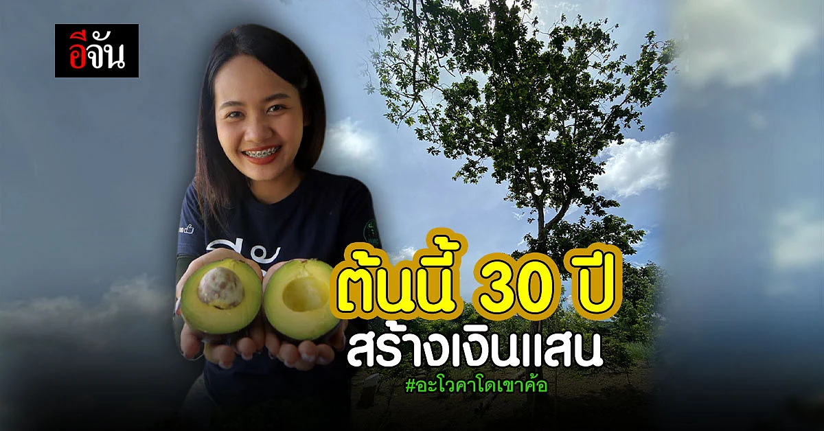 อะโวคาโด เขาค้อ ที่สวนพี่น้อย อายุ กว่า 30 ปี สร้างรายได้กว่าแสนบาท