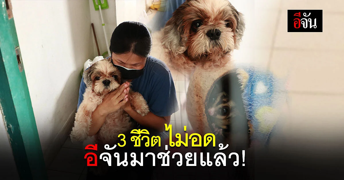 เหลือแค่แอปเปิ้ลชิ้นสุดท้ายให้ชูการ์ไกลเดอร์ ถ้าอีจันไม่มาน้องก็อด