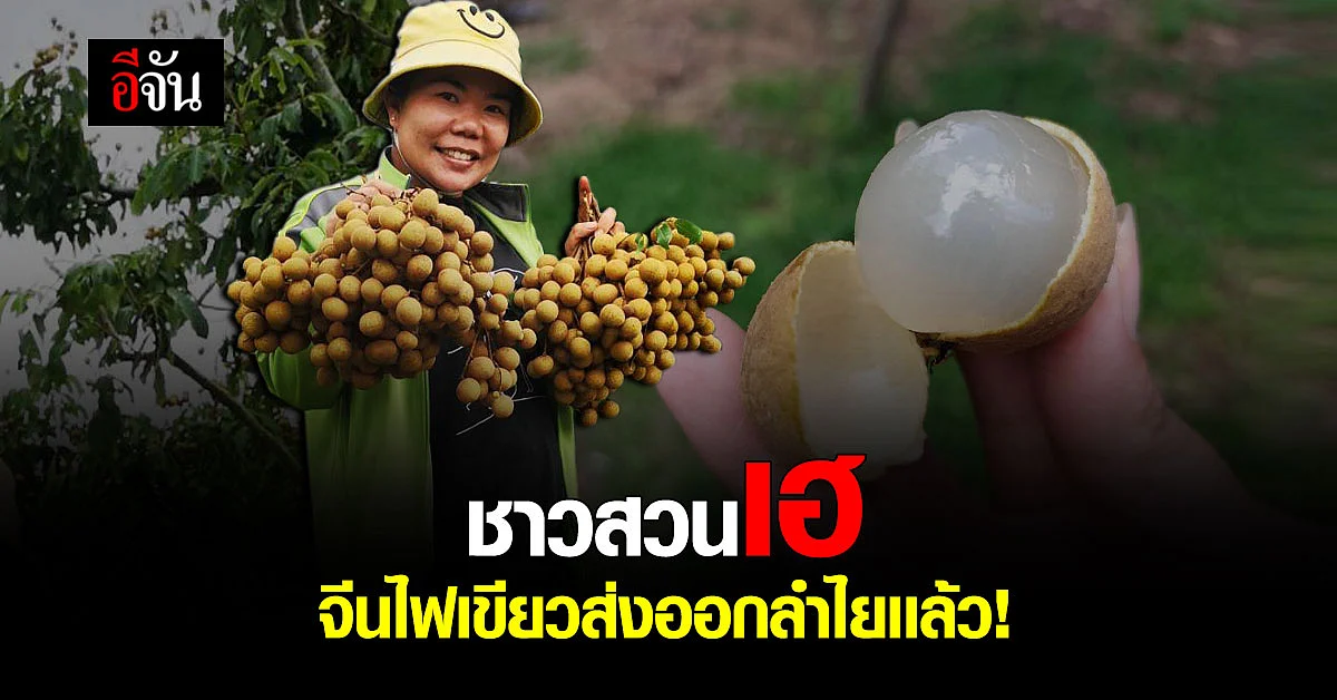 มีหวังไฟเขียวเเล้ว ส่งลำไยไปจีน 56 ล้งผ่านมาตรฐาน/สามามารถส่งไปจีนได้