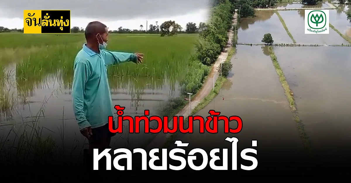 โคราช น้ำท่วมนาข้าวชาวบ้าน หลายร้อยไร่