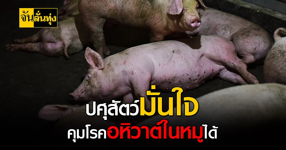 อธิบดีกรมปศุสัตว์ มั่นใจคุมโรคอหิวาต์ในหมูได้
