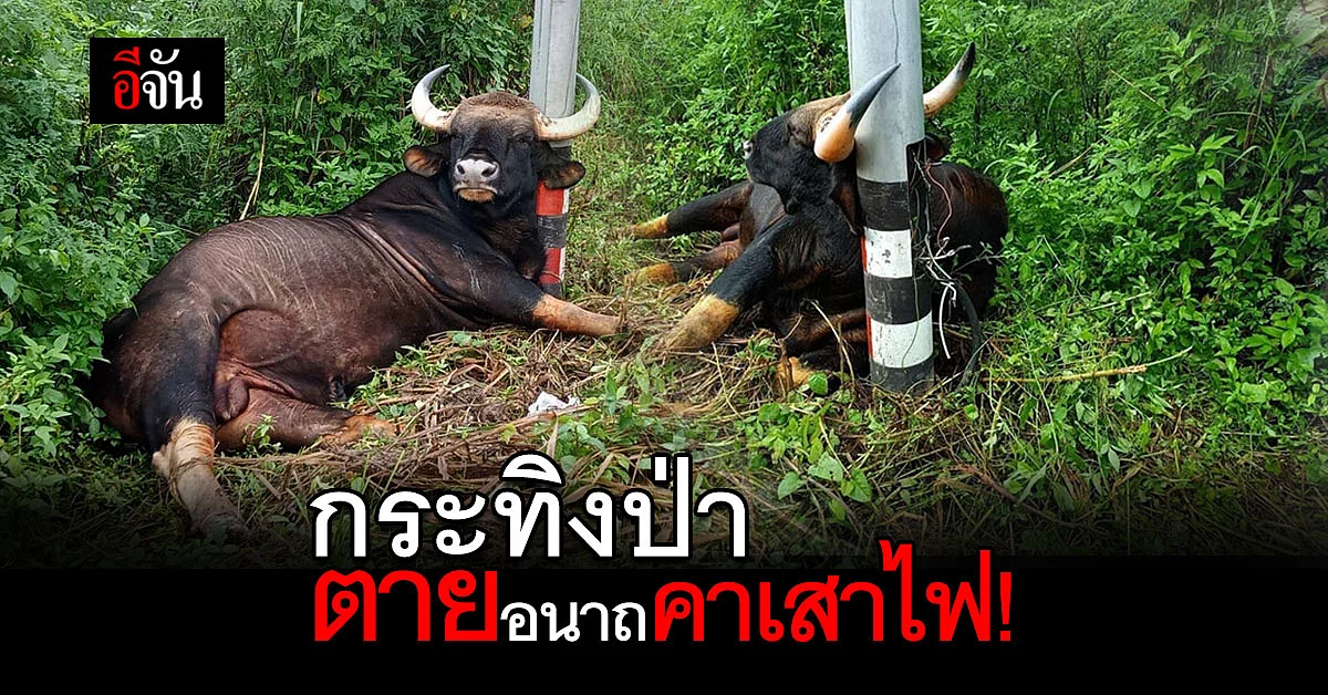 น่าเศร้า! กระทิงป่าเขาใหญ่ ตายอนาถ คาดถูกไฟฟ้าช็อต