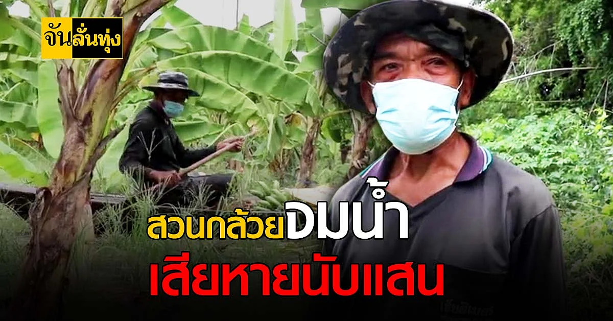 น้ำมาเร็ว! สวนกล้วยนับ 1,000 ต้น จมน้ำ