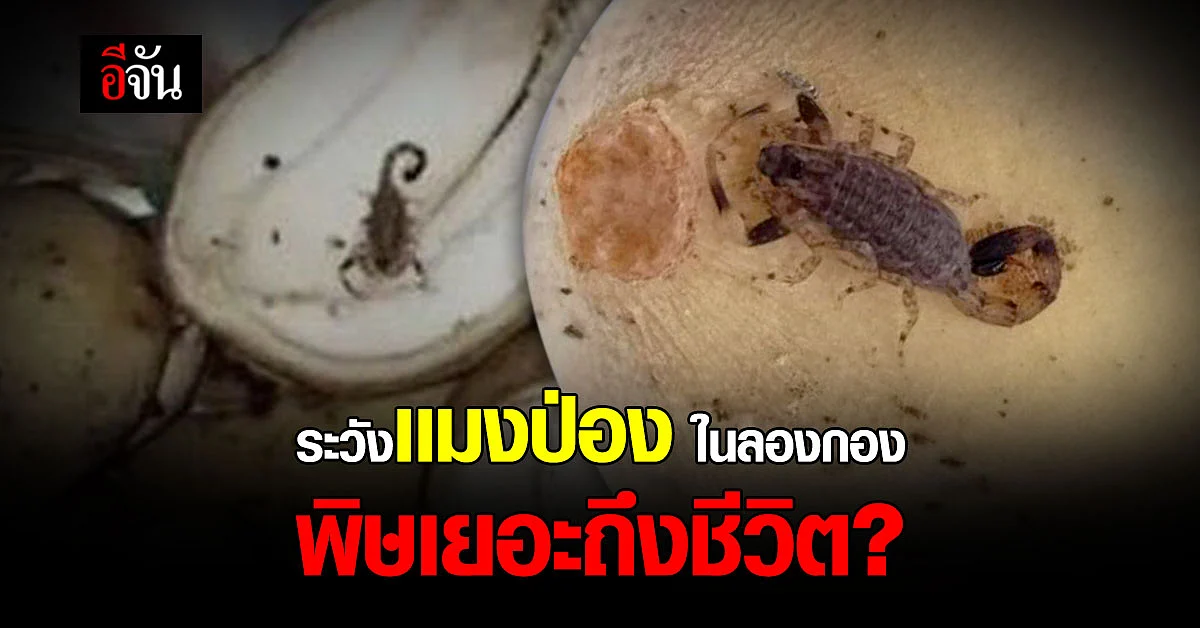 โซเชียลเเห่เตือน เจอเเมงป่องใส ในลองกอง เเนะนำล้างก่อนกิน