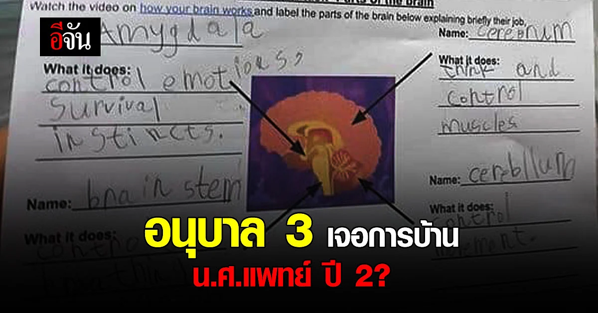 สุดงง? อนุบาล 3 เจอการบ้าน นักศึกษาแพทย์ ปี 2 เนื้อหาวิชา สรีรวิทยา