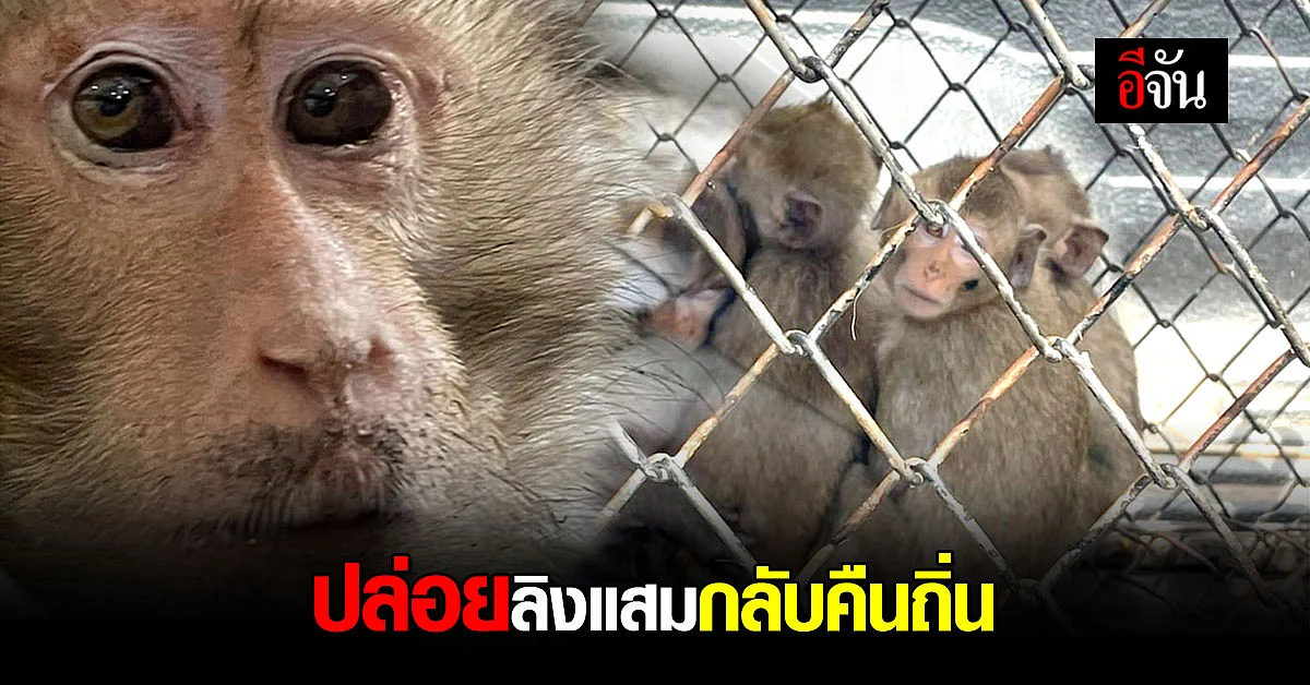 ปล่อยลิงแสม ถูกลอบจับ กลับคืนถิ่น
