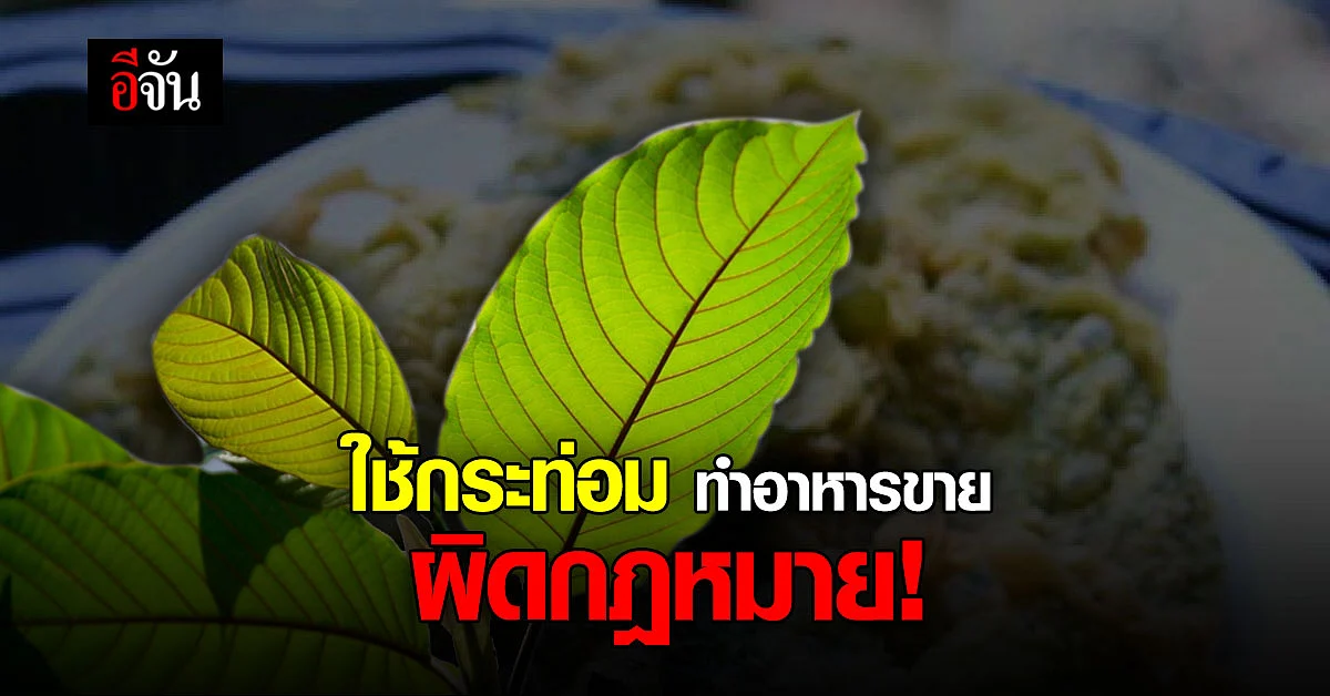 กระทรวงยุติธรรม แจง ใช้พืชกระท่อมทำอาหาร น้ำสมุนไพรขาย ผิดกฎหมาย