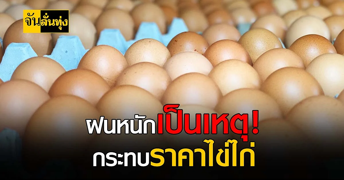 กรมปศุสัตว์เร่งขอความร่วมมือเกษตรกรส่งออก - ปลดไก่พยุงราคา