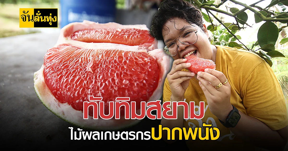 ส้มโอทับทิมสยาม ผลไม้สุดปัง! ของขึ้นชื่อชาวนครศรีฯ