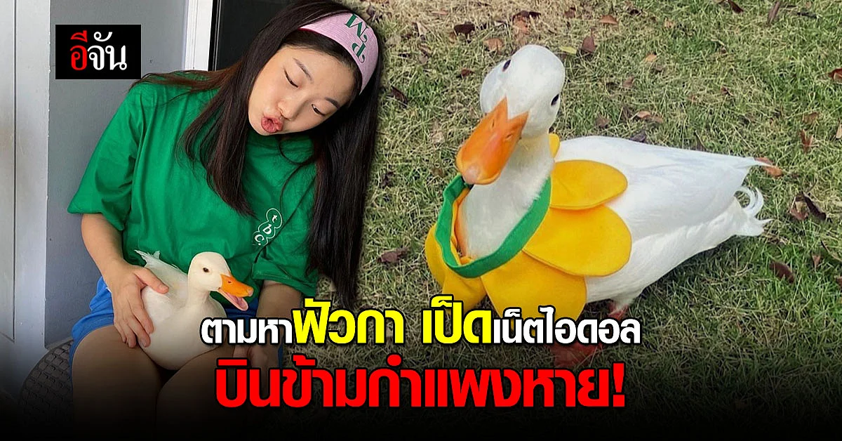 วอนลูกเพจอีจัน ตามหาฟัวกา เป็ดเน็ตไอดอล บินข้ามกำแพงหาย