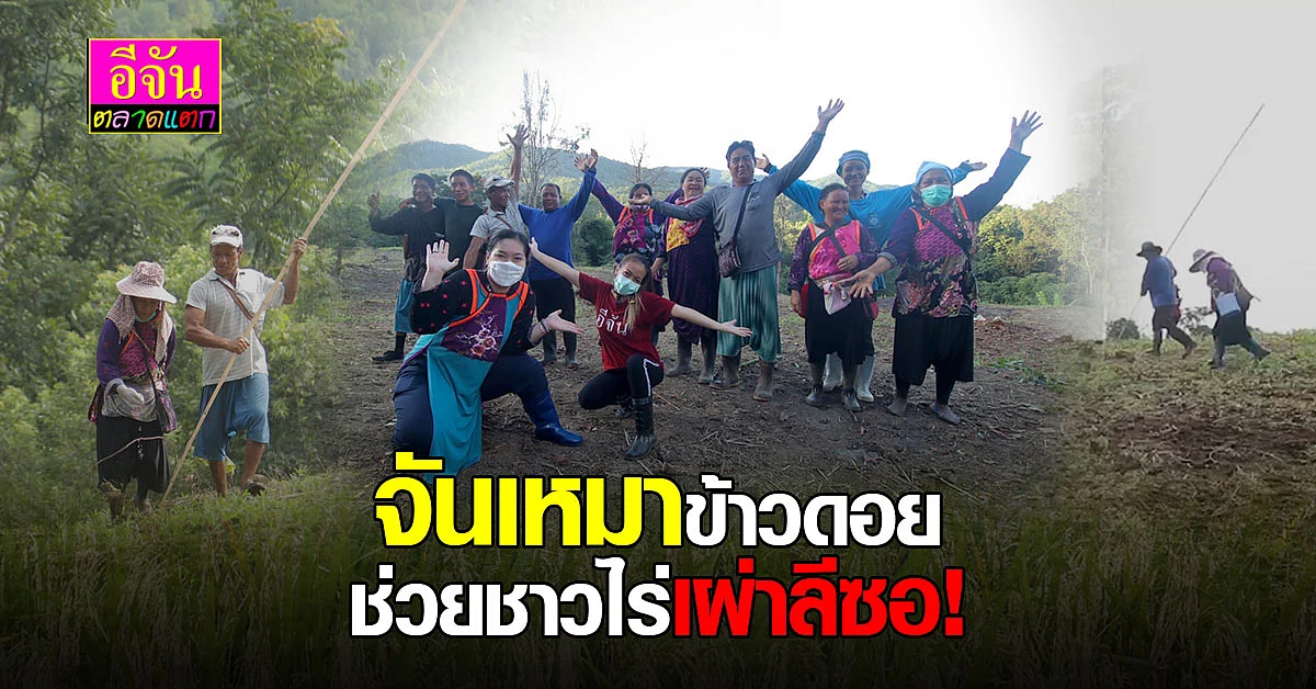 ข้าวดอยขายไม่ได้ โควิดก็ซ้ำทุกข์ อีจันเช่าที่ลงทุน เหมาข้าวชาวลีซอ