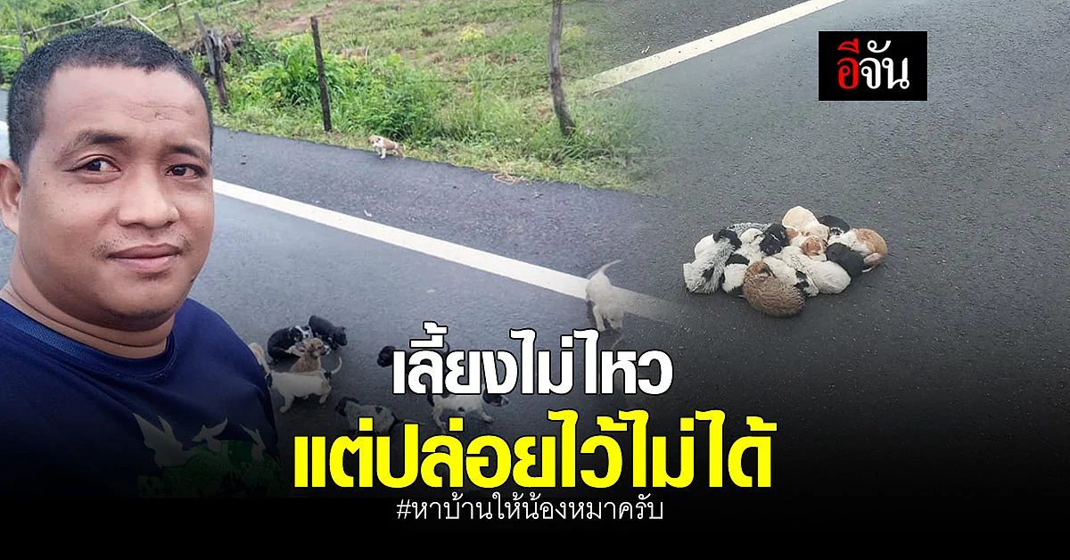 หนุ่มห่วงหมา ตากฝน 20 ตัว อุ้มขึ้นกระบะ หาบ้านให้น้อง