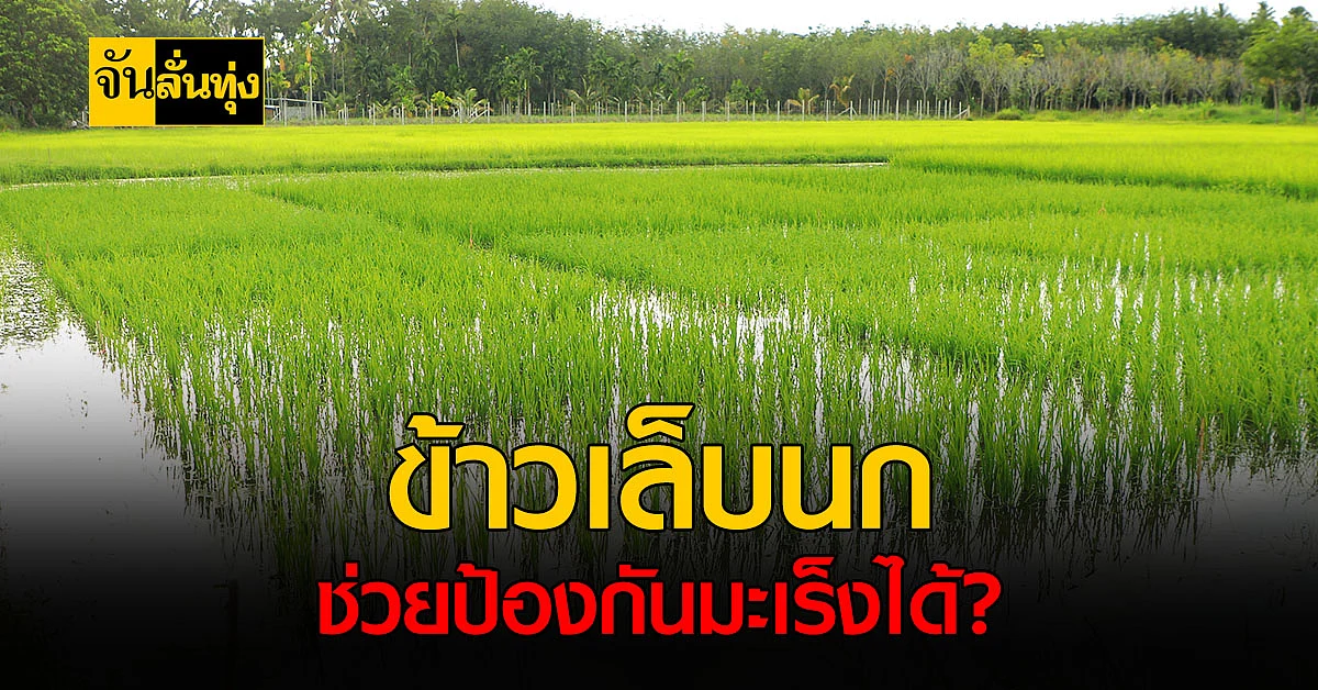 ข้าวจากภาคใต้ เล็บนกปัตตานี ช่วยป้องกันมะเร็งลำไส้ได้