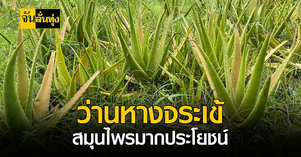 รู้หรือไม่? ว่านหางจระเข้ สรรพคุณเหลือล้น แถมช่วยเรื่องสิว