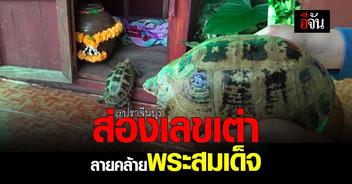 ชาวบ้านแห่ส่องเลขเต่า กระดองลายคล้ายพระสมเด็จ ปราจีนบุรี