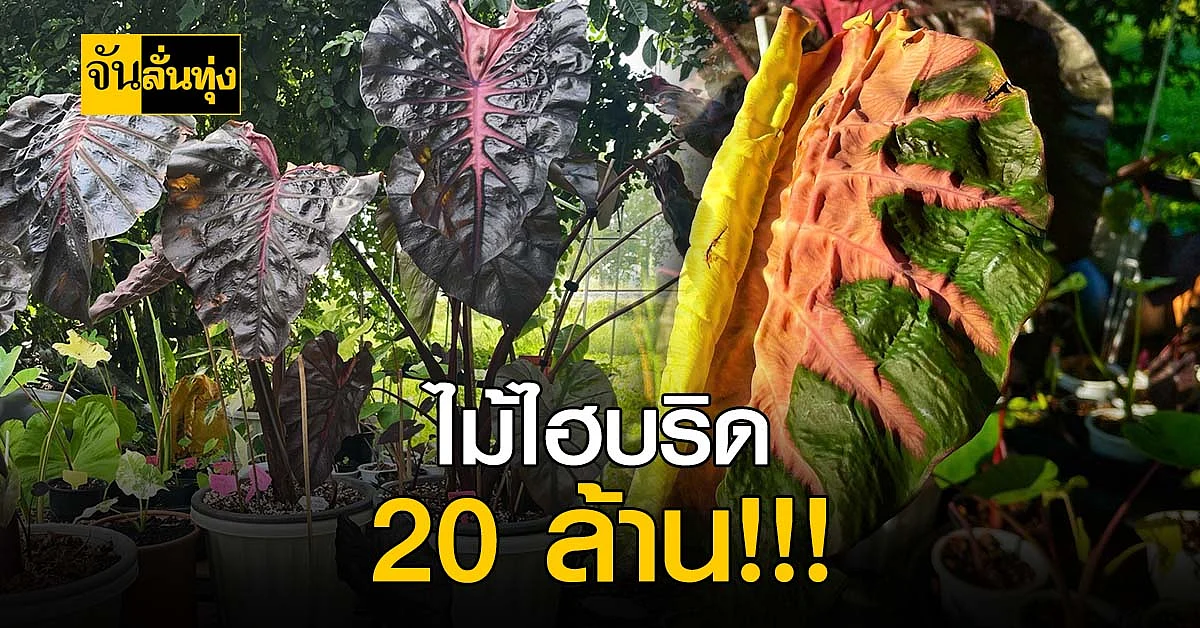 กว่าจะได้มาไม่ง่าย ไม้ไฮบริด ต้นแรกในไทย 20 ล้านบาท
