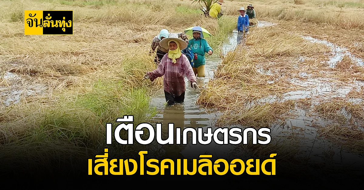 เตือนเกษตรกร ระวัง โรคเมลิออยโดสิส ในช่วงฤดูฝน