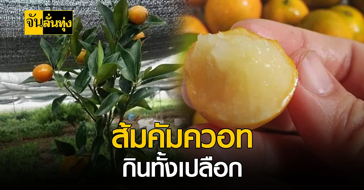 ส้มกินเปลือก ส้มคัมควอท ปลูกง่าย แต่ต้องใส่ใจ