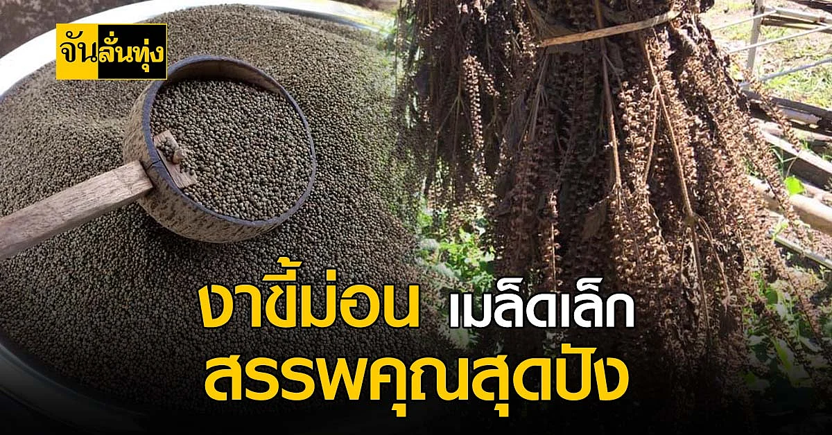เมล็ดเล็กแต่เริ่ด! งาขี้ม้อน อุดมด้วยโอเมก้า จากยอดดอย