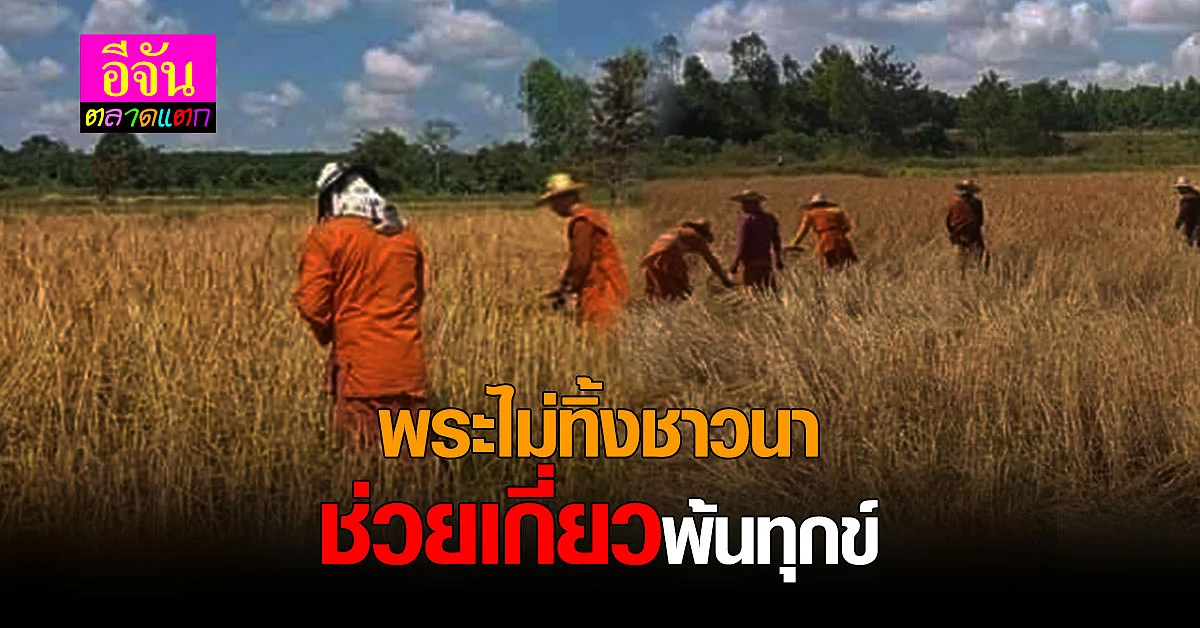 ชาวนาทุกข์หนัก ไม่มีเงินจ้างคนเกี่ยวข้าว พระทั้งวัดถือเคียวมาช่วย