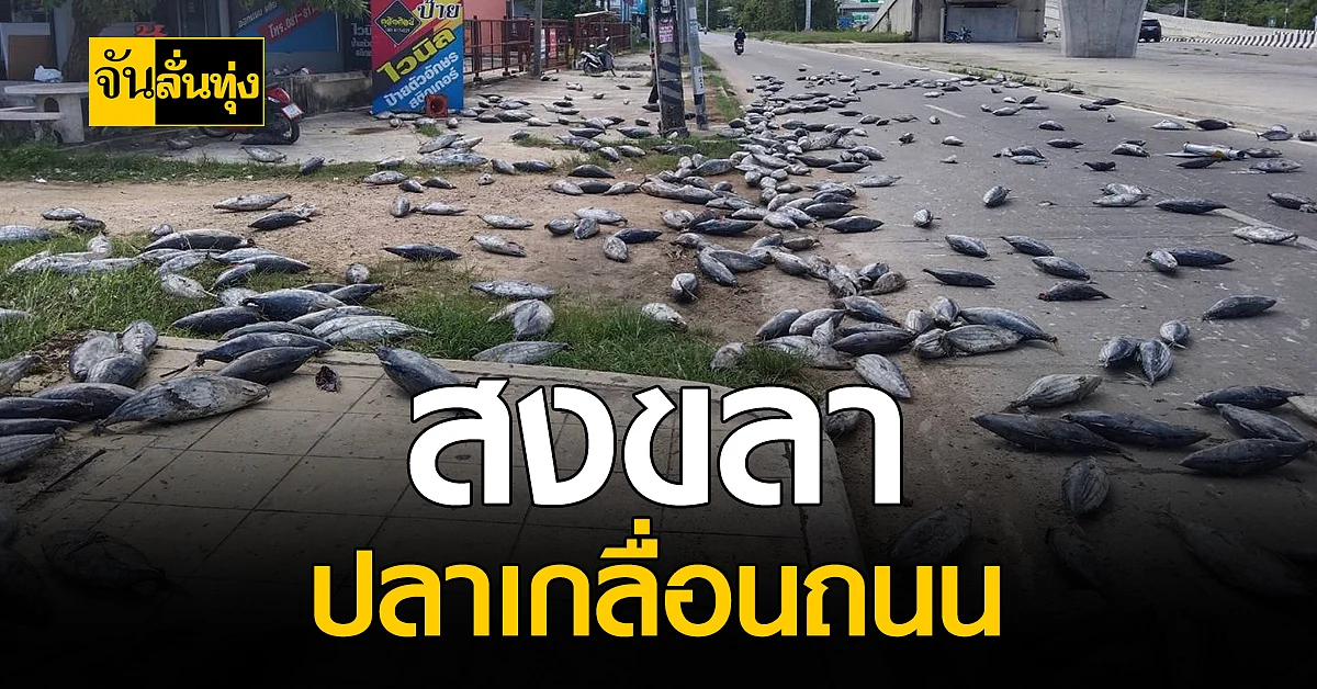 ใครว่าปลาอยู่แค่ในน้ำ ไม่จริง! สงขลา ปลาหล่นเกลื่อนถนน