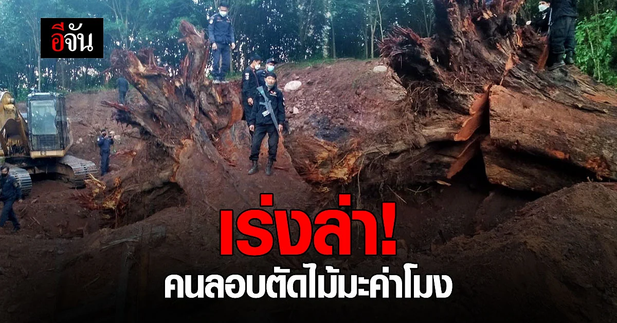 รมว.ทส. สั่ง กรมป่าไม้ ล่าตัวคนตัด ไม้มะค่าโมงยักษ์ จ.น่าน