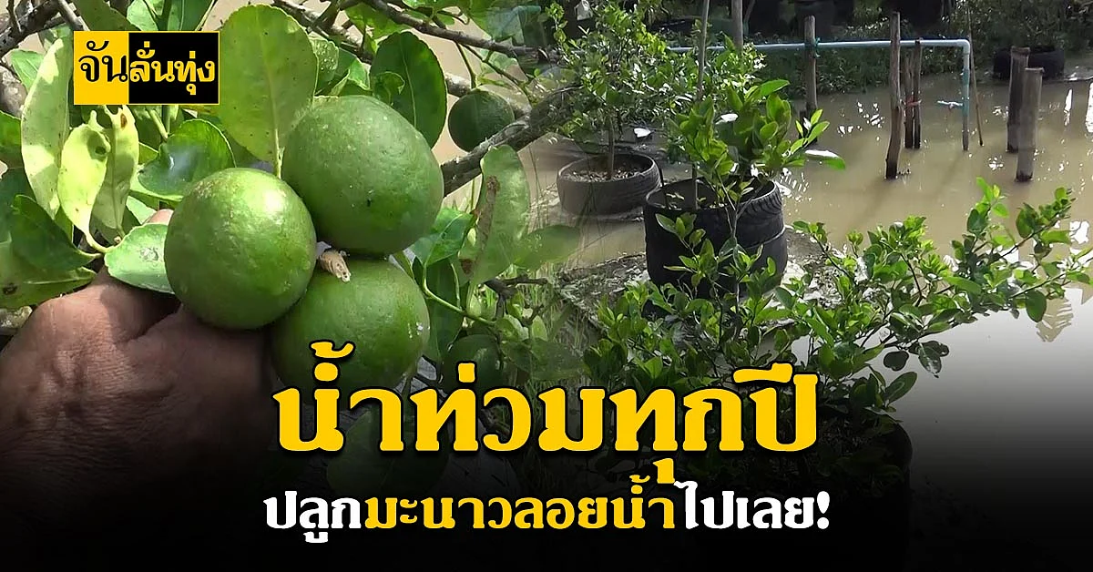 สุดทึ่ง ! เกษตรกรสงขลา ทำ สวนมะนาวลอยน้ำ ไม่หวั่นแม้น้ำจะท่วม