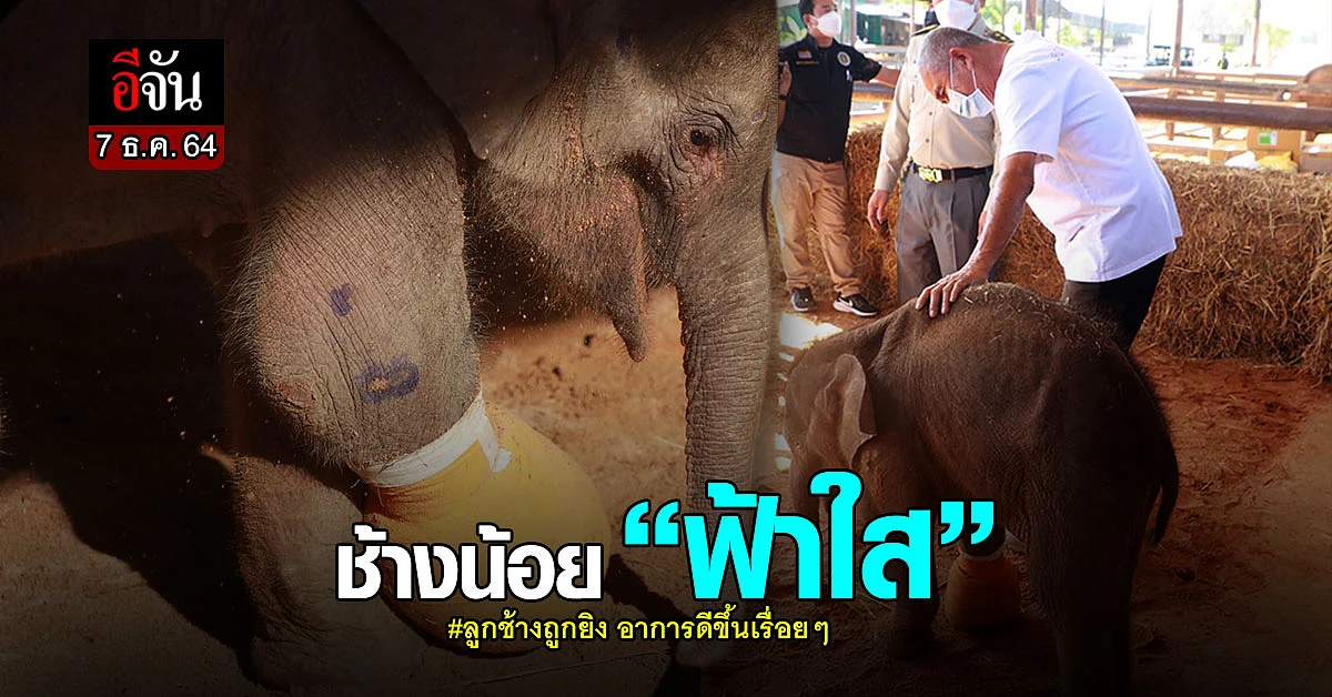 ช้างน้อย "ฟ้าใส" หลังผ่าตัด อาการดีขึ้นเรื่อยๆ ร่าเริง กินเก่ง