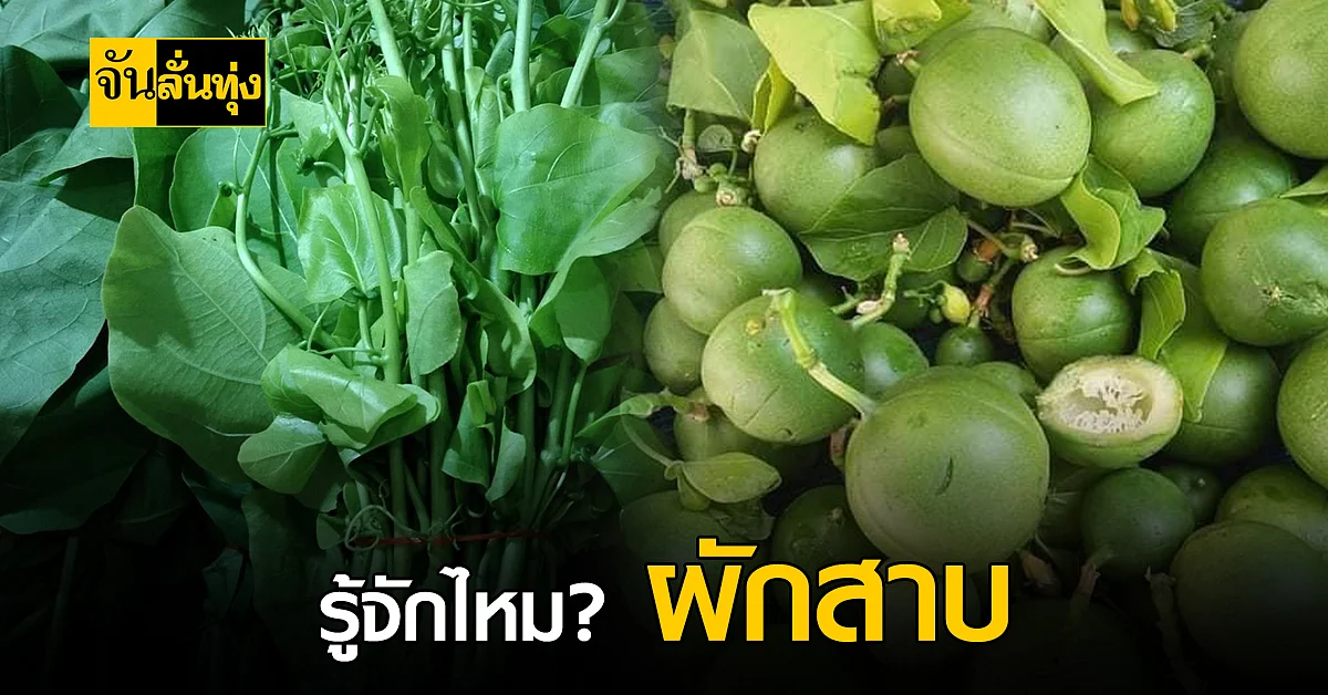 ผักสาบ ผักพื้นบ้าน ของไทย ที่หลายคนไม่รู้จัก!