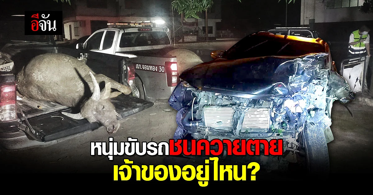 หนุ่มเชียงใหม่ เบรกรถไม่ทัน ชนควายตาย! ตำรวจเร่งหา เจ้าของควาย
