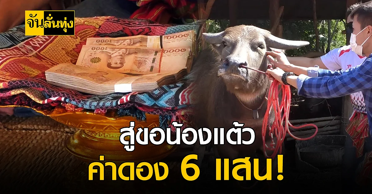 ฮือฮา! หนุ่มวัยรุ่นตามตื้อ หอบเงินแสนสู่ขอ น้องแต้ว ควายไทยแท้