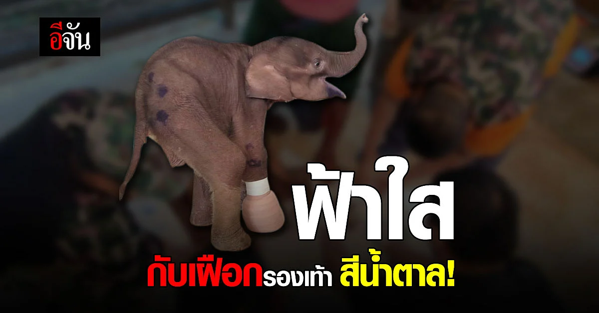 ฟ้าใส กับรองเท้าคู่ใหม่ สีน้ำตาล แต่คือความทรมาน เส้นตายของชีวิต