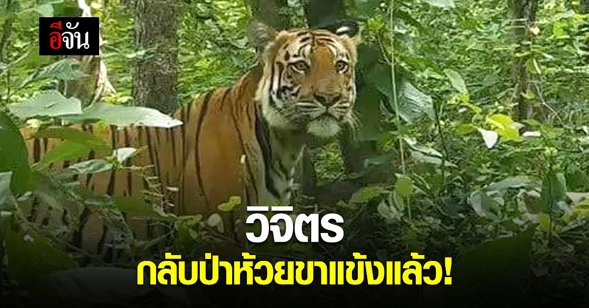 เสือโคร่ง “วิจิตร” เดินกลับป่าห้วยขาแข้งแล้ว!